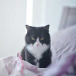 banner-ad-hyperthyroid-cat