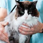 participate-in-research-feline-hyperthyroidism