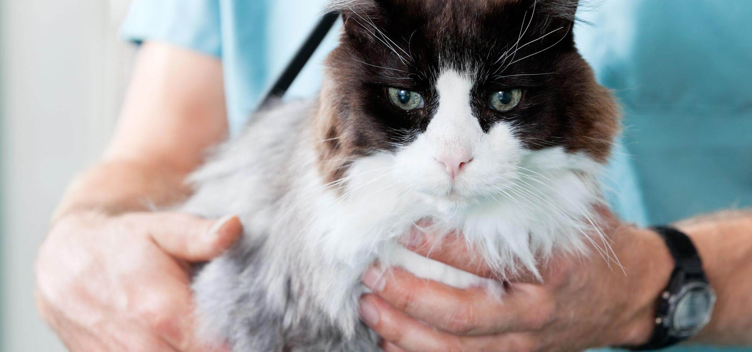 Hyperthyroid cat in clinical examination