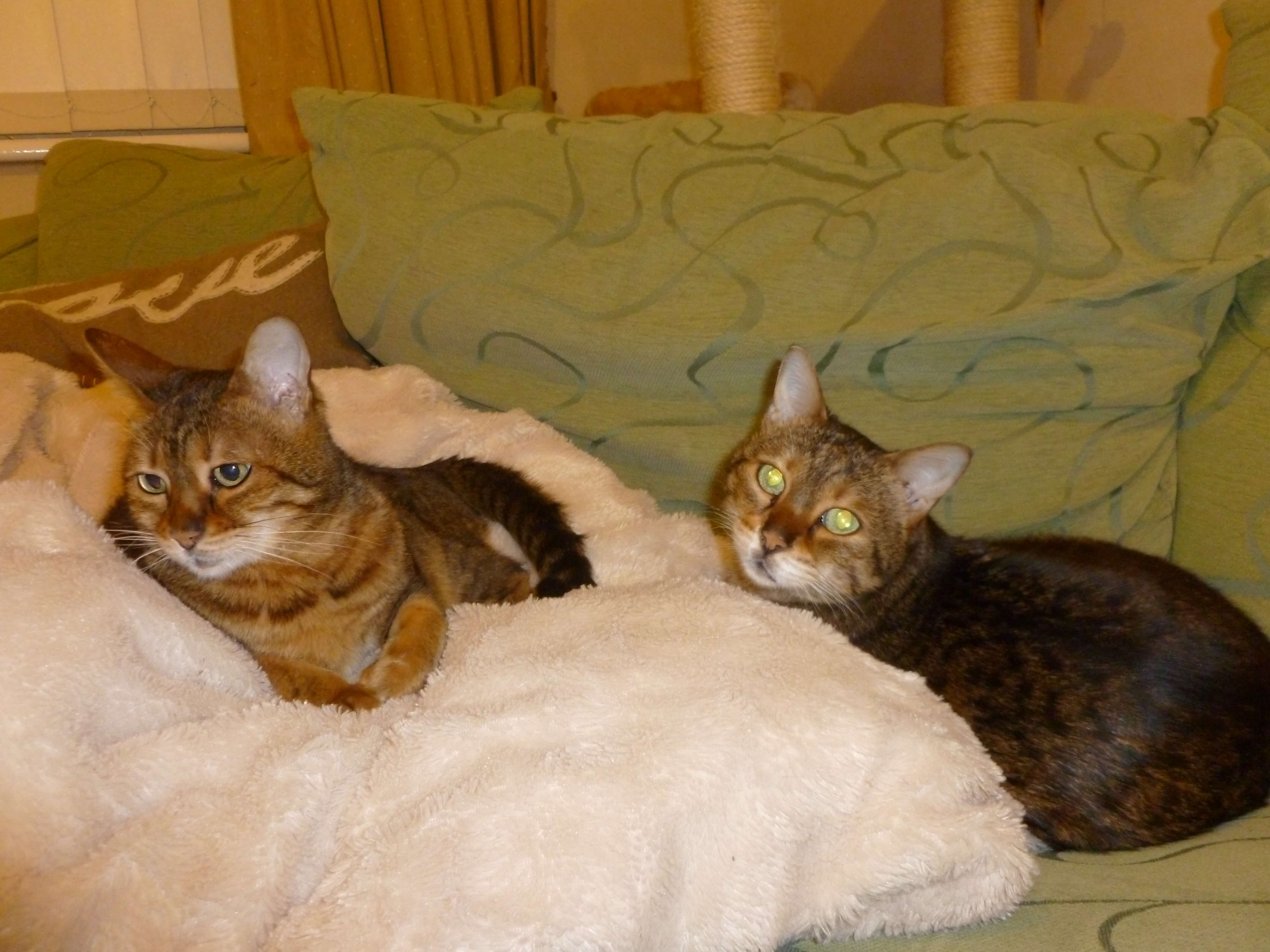 Hyperthyroid Holly and Poppy Bengal - both sisters cured with radio-iodine