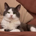 bodger-yperthyroid-cat-cured-with-radioiodine