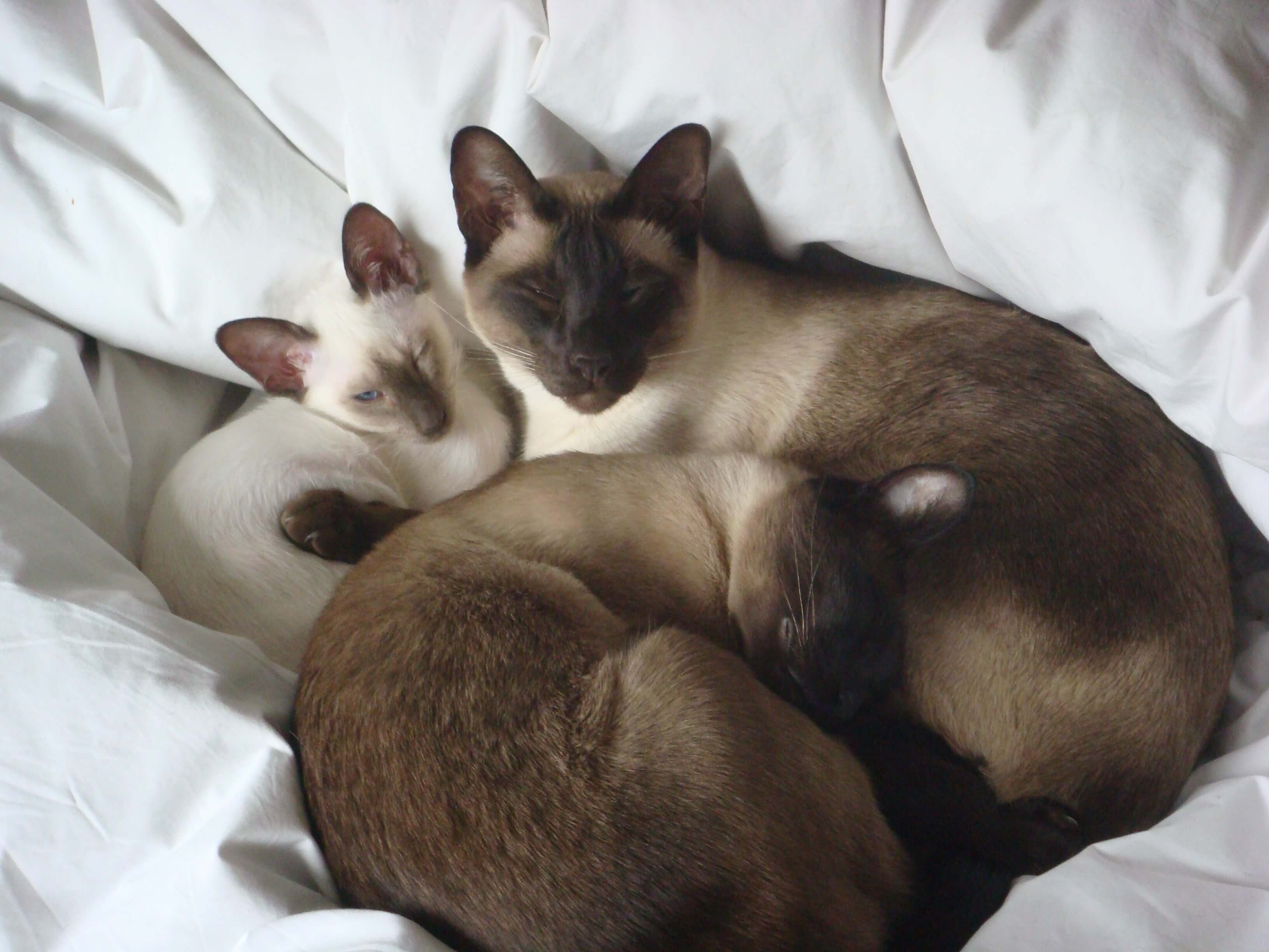 Moody - now cued of hyperthyroidism, by Andrew Bodey