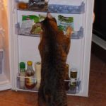 cat-cured-after-radioiodine-treatment-poppy-stealing-from-fridge