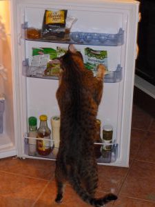 Poppy stealing from fridge before radio-iodine treatment